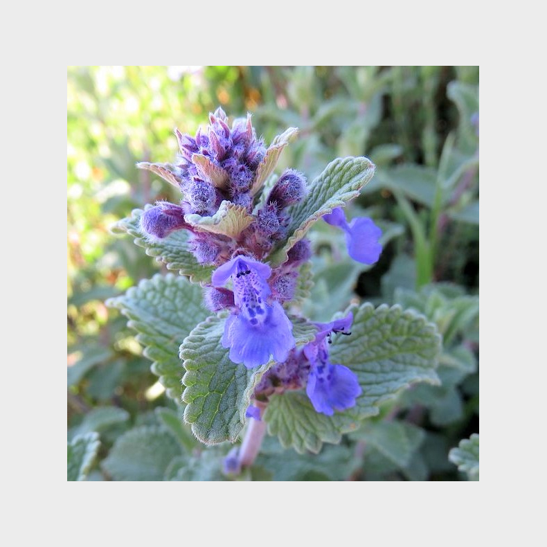 Nepeta racemosa - gte Blkant katteurt