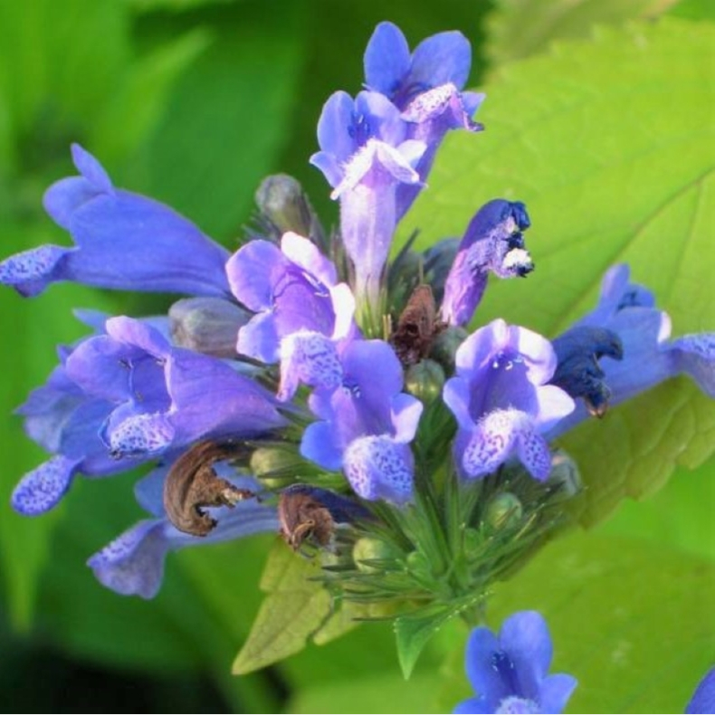 Nepeta subsessilis Blue Dreams - Japansk Katteurt