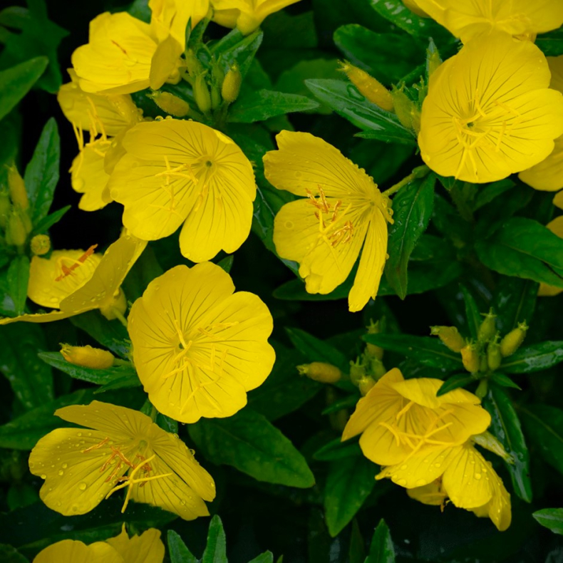 Oenothera biennis - Torig natlys