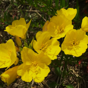 Oenothera fruticosa - Staudenatlys 