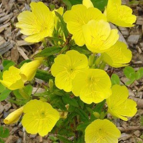 Oenothera fruticosa - Staudenatlys 