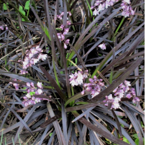 Ophiopogon planiscapus Niger - Slangeskg 1L