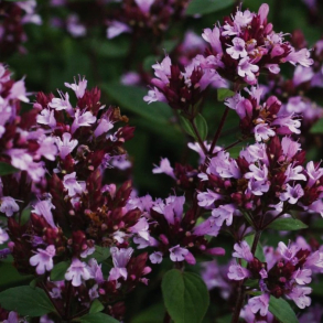 Origanum laevigatum Herrenhausen - Prydoregano