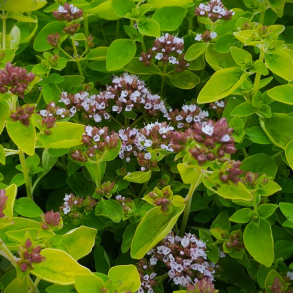 Origanum vulgare Aureum - Oregano 
