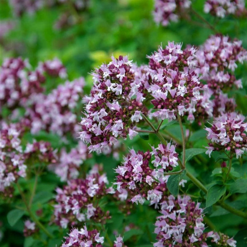 Dværg oregano | Origanum vulgare Compactum | Staudemarken