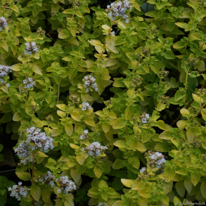 Origanum vulgare Thumbles Variety - Oregano