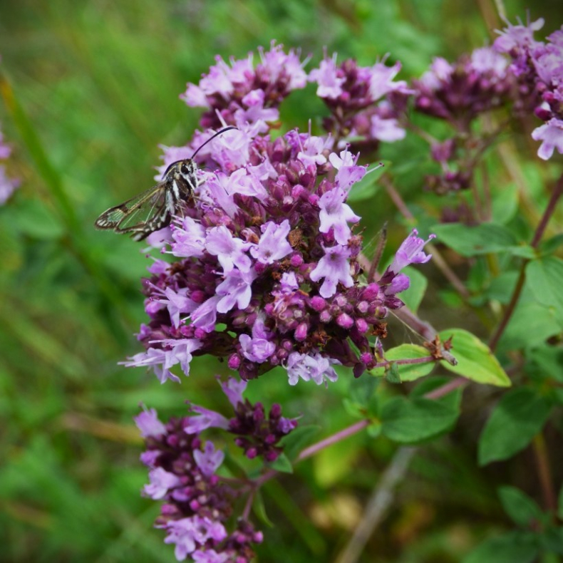 Origanum vulgare - Oregano