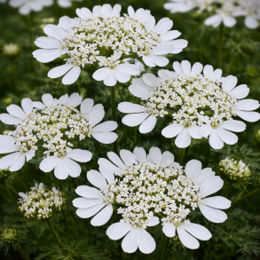 Orlaya Grandiflora - Blomsterk�rvel