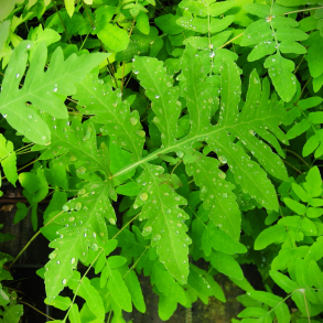 Osmunda regalis Japonicum - Japansk Kongebregne