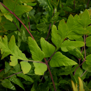 Osmunda regalis Purpurascens - Purpur Kongebregne