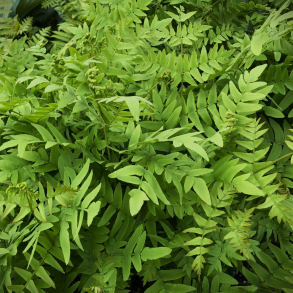Osmunda regalis - Kongebregne