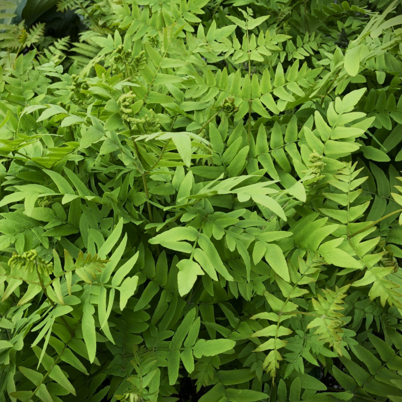 Osmunda regalis - Kongebregne