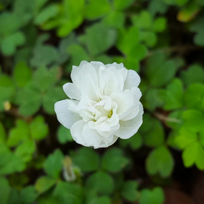 Oxalis maggellanica Nelson - Sommerfugleklver