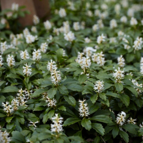 Pachysandra terminalis Green Carpet - Vinterglans