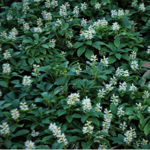 Pachysandra terminalis - Vinterglans