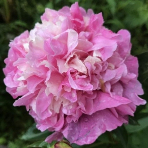 Paeonia Annemieke - Silkep�on 4L