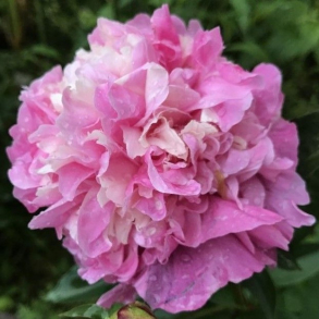 Paeonia Annemieke - Silkepon 4L