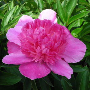 Paeonia Bouquet Perfect - Silkepon 4L