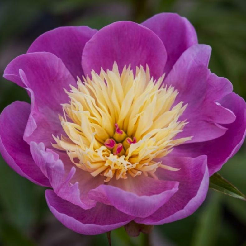Paeonia Bowl of Beauty - Silkep�on 2L