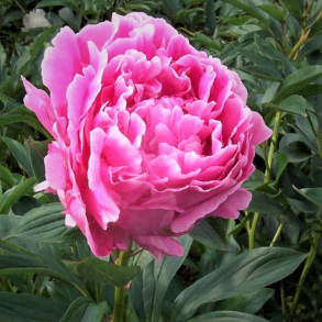 Paeonia Dr Alexander Fleming - Silkep�on 2L