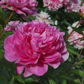 Paeonia Emma Klehm - Silkepon 3L