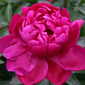 Paeonia Fiona - Silkepon 4L