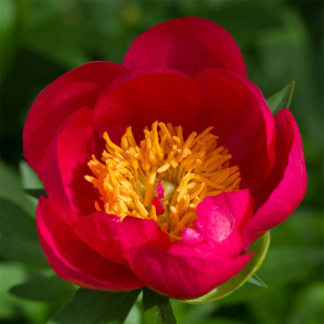 Paeonia Flame - Silkepon 4L potte