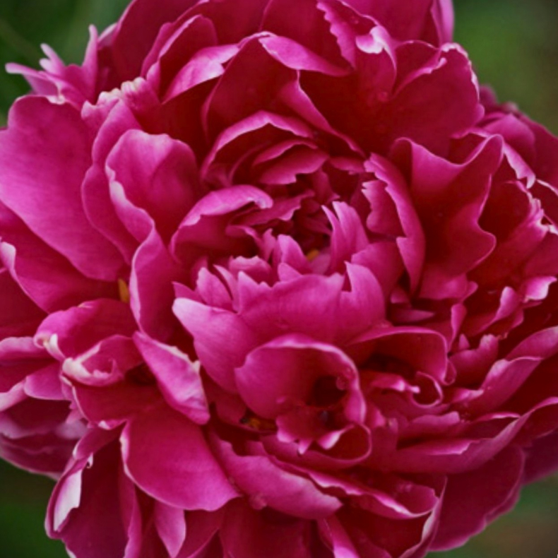 Paeonia General MacMahon - Silkepon 2L