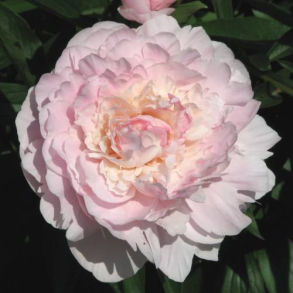 Paeonia Mme Calot - Silkepon 2L