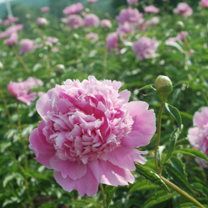 Paeonia Monsieur Jules Elie - Silkepon 2L