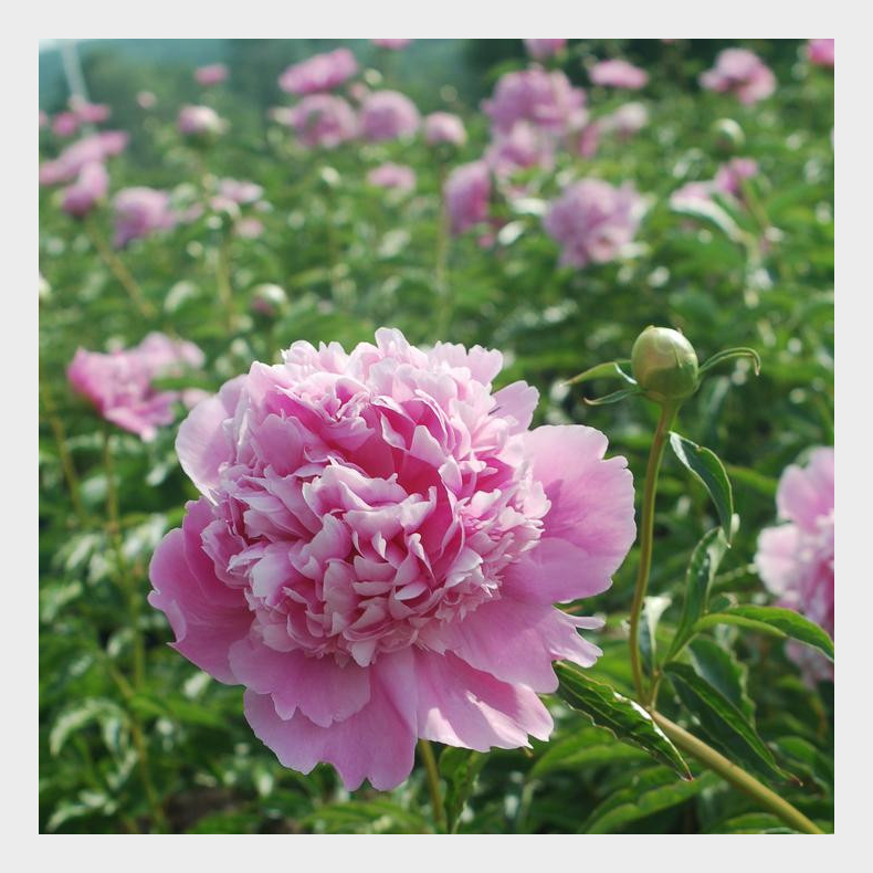 Paeonia Monsieur Jules Elie - Silkepon 2L