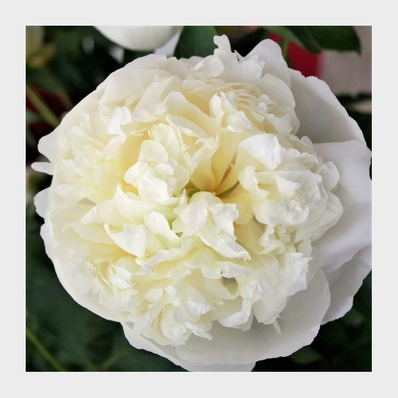 Paeonia lactiflora Duchesse de Nemours - Silkepon 3L