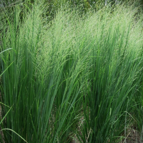 Panicum virgatum Cloud Nine - Rishirse