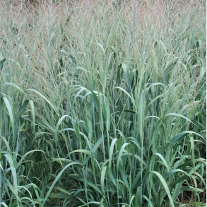 Panicum virgatum Dallas Blues - Prriehirse