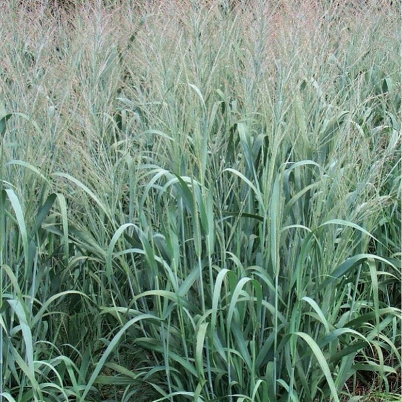 Panicum virgatum Dallas Blues - Prriehirse