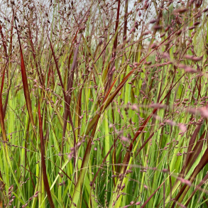 Panicum virgatum H�nse Herms - Staudehirse