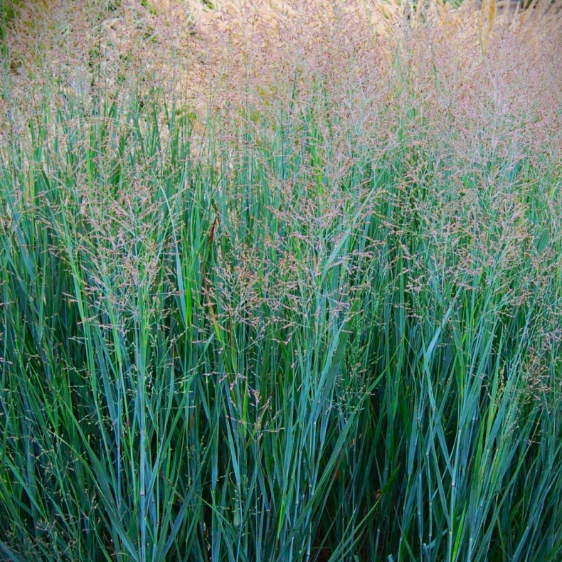 Panicum virgatum Heavy Metal -  Rishirse