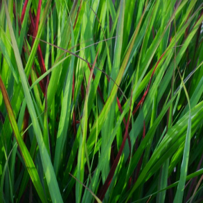 Panicum virgatum Heiliger Hain -  Rishirse - Staudehirse