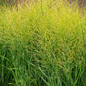 Panicum virgatum JS Buffalo Green - Staudehirse