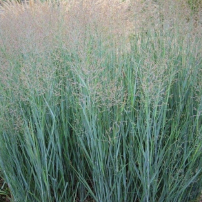 Panicum virgatum Prairie Sky - Pr�riehirse 
