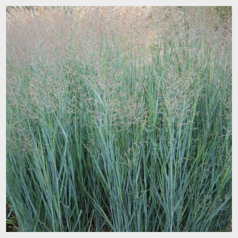 Panicum virgatum Prairie Sky - Pr�riehirse 