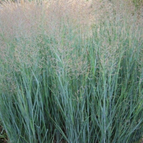 Panicum virgatum Prairie Sky - Pr�riehirse 