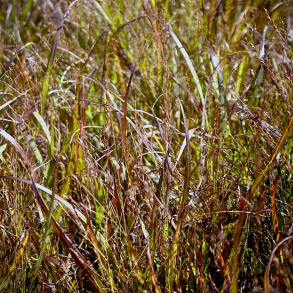 Panicum virgatum Purple Tears - Prriehirse