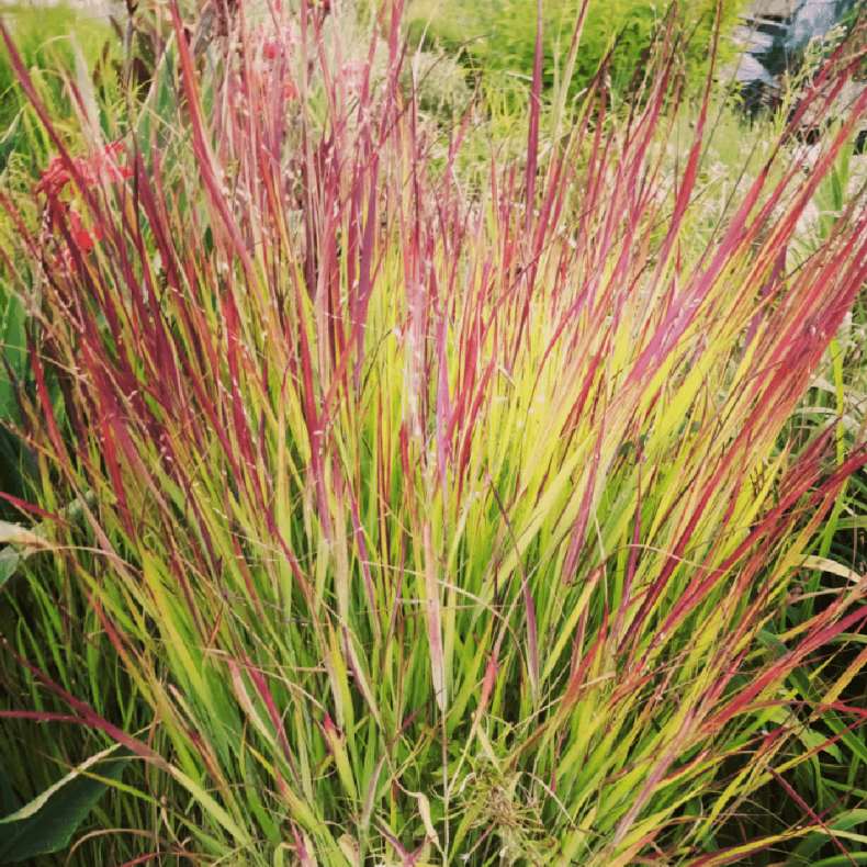 Panicum virgatum Rotstrahlbusch -  Rishirse 