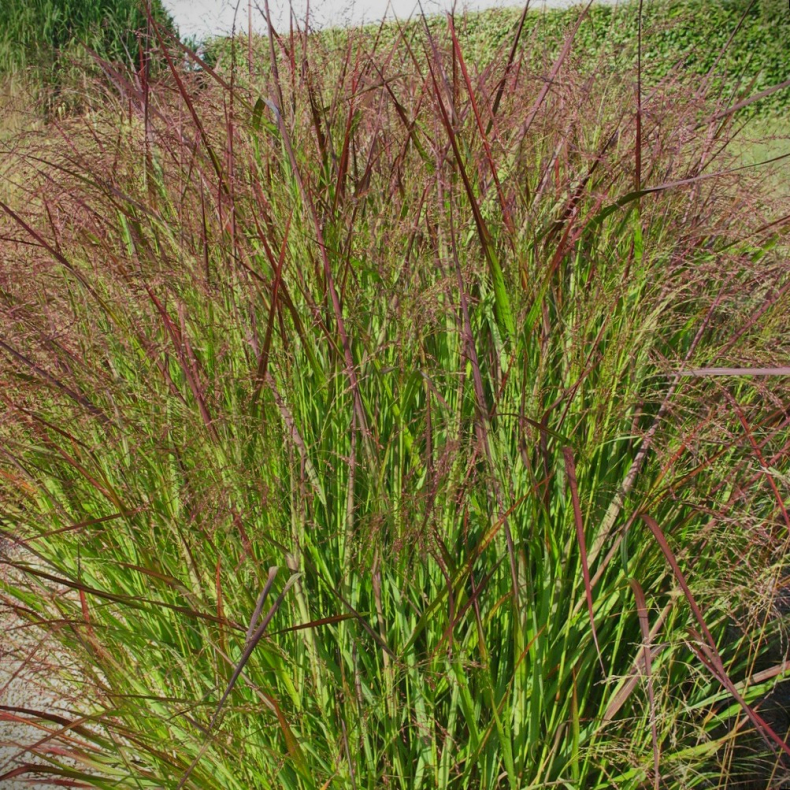Panicum virgatum Squaw - Staudehirse