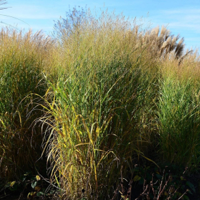 Panicum virgatum Strictum - Staudehirse