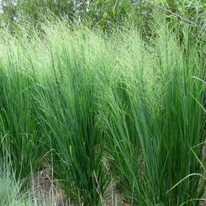 Panicum virgatum - Prriehirse