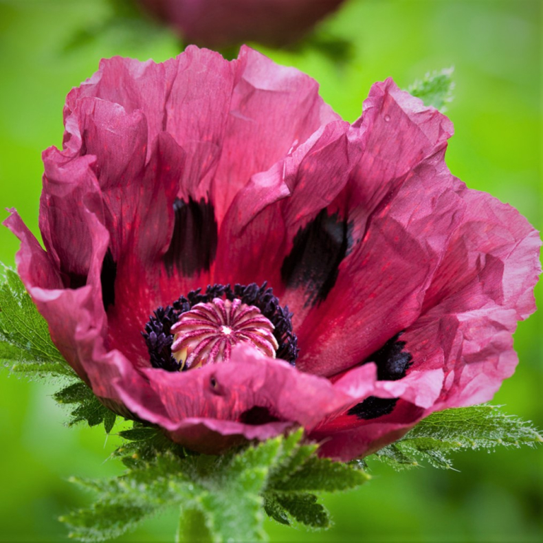 Papaver orientale Pattys Plum - K�mpevalmue 