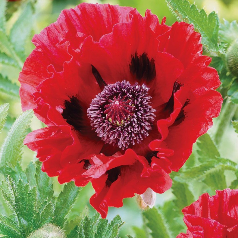 Papaver orientale Red Rumble - Kmpevalmue 