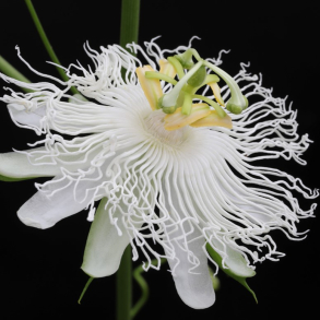 Passiflora incarnata Snowstar - Passionsfrugt